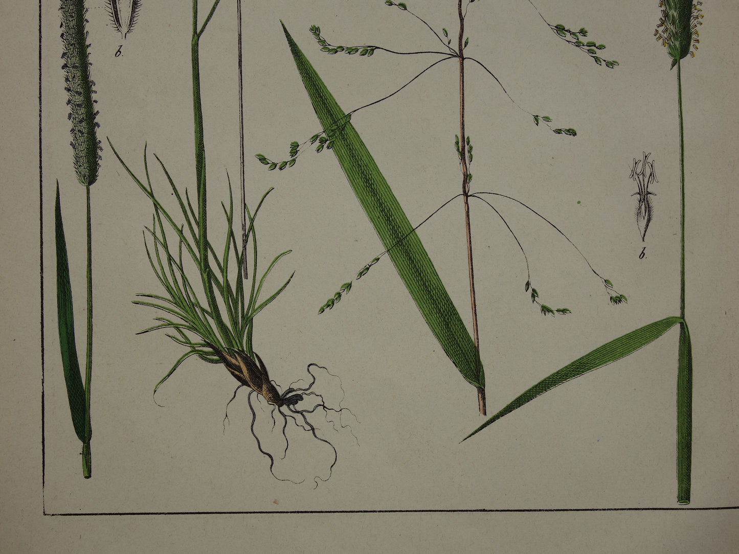 Gras Oude Botanische Prent uit 1874 GRASSOORTEN Antieke Illustratie - Originele Vintage Grassen Print