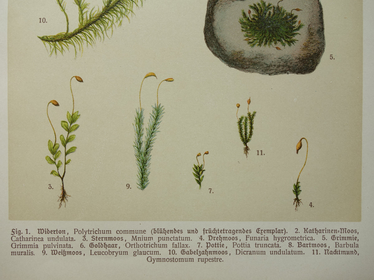 MOSSEN Oude botanische prenten over MOS set van twee 1911 originele antieke illustratie Mossen planten