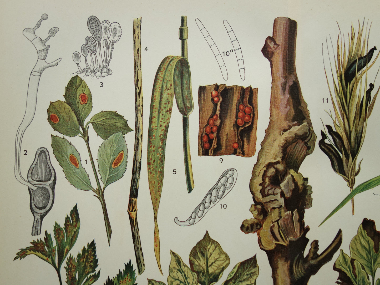 PLANTENZIEKTEN oude botanische prent uit 1935 over ziekten bij planten Originele vintage Nederlandse illustratie print