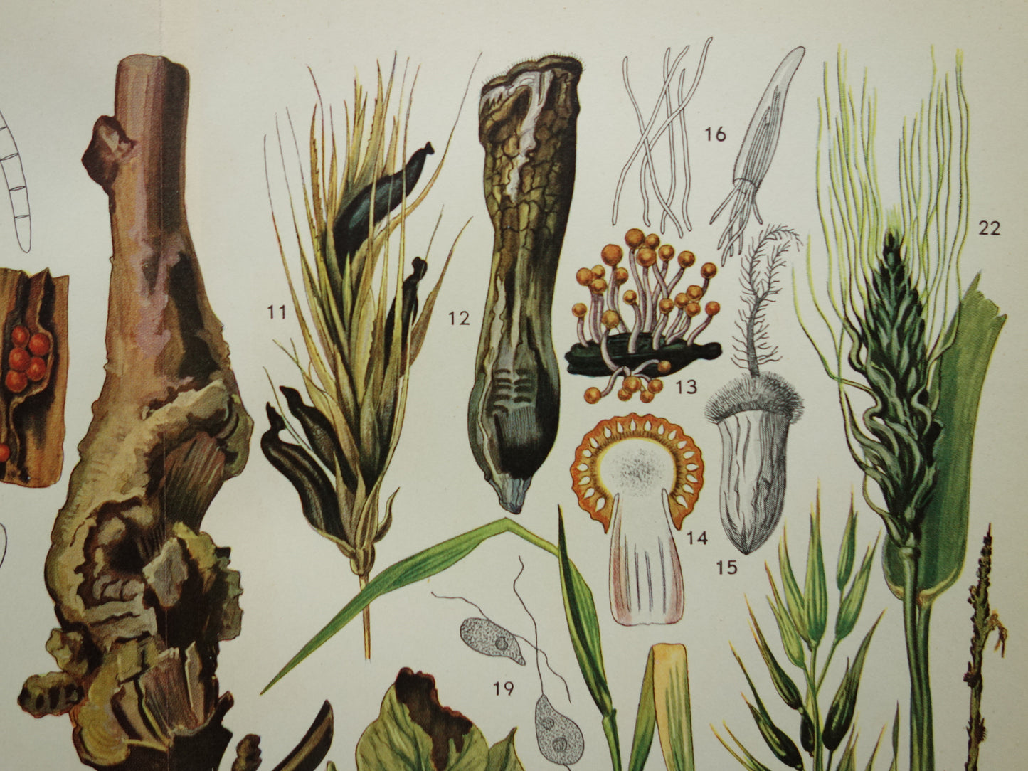 PLANTENZIEKTEN oude botanische prent uit 1935 over ziekten bij planten Originele vintage Nederlandse illustratie print