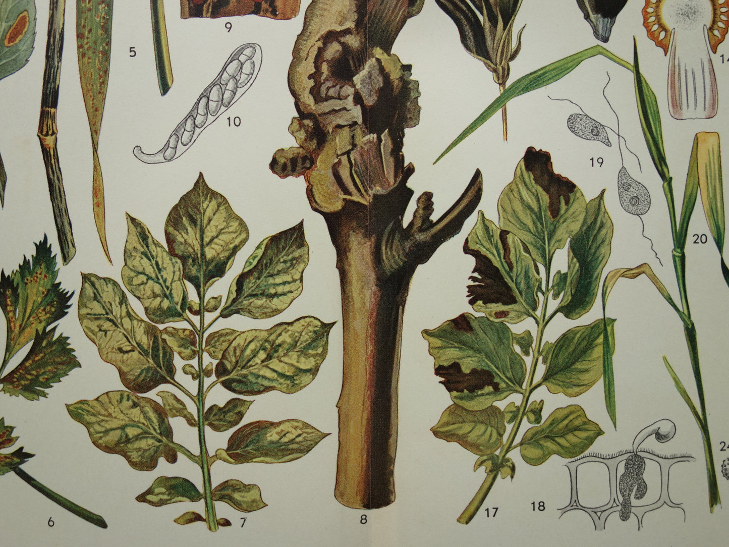 PLANTENZIEKTEN oude botanische prent uit 1935 over ziekten bij planten Originele vintage Nederlandse illustratie print