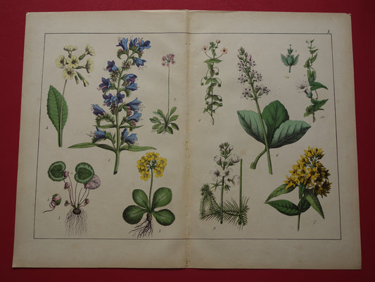 Vintage Botanische Prent - Originele antieke Print Botanie Bloemen Planten - Oude muurdecoratie slangenkruid sleutelbloem