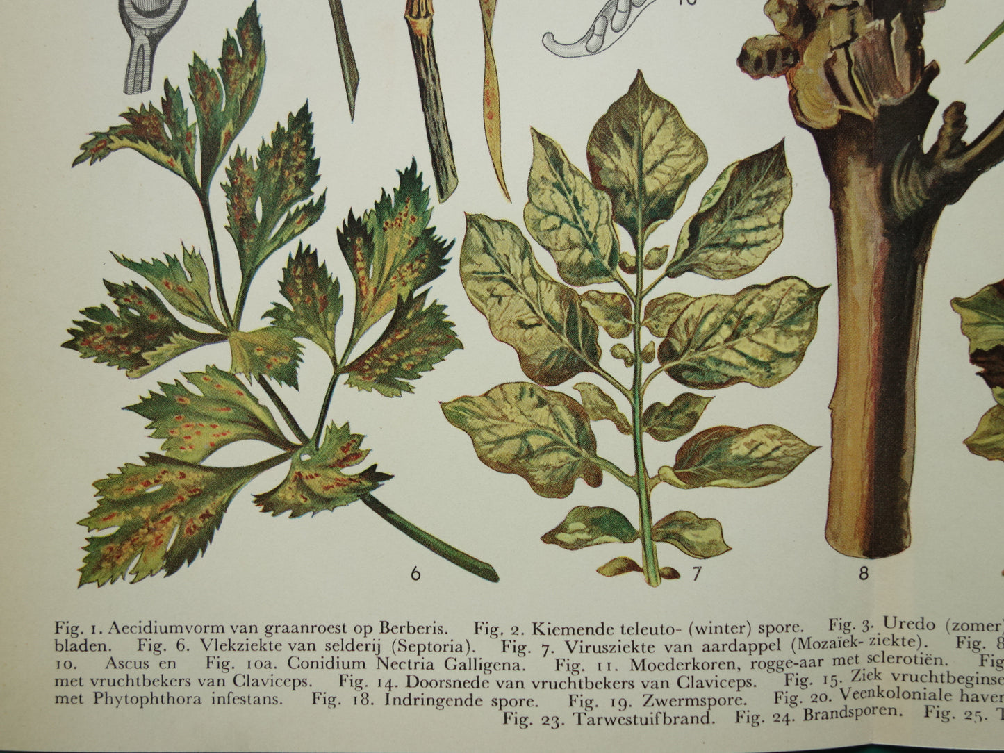 PLANTENZIEKTEN oude botanische prent uit 1935 over ziekten bij planten Originele vintage Nederlandse illustratie print