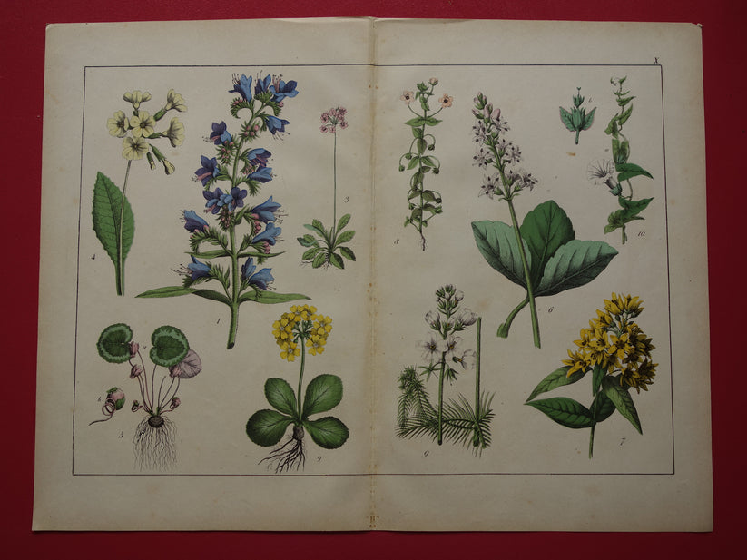 Vintage Botanische Prent - Originele antieke Print Botanie Bloemen Pla ...