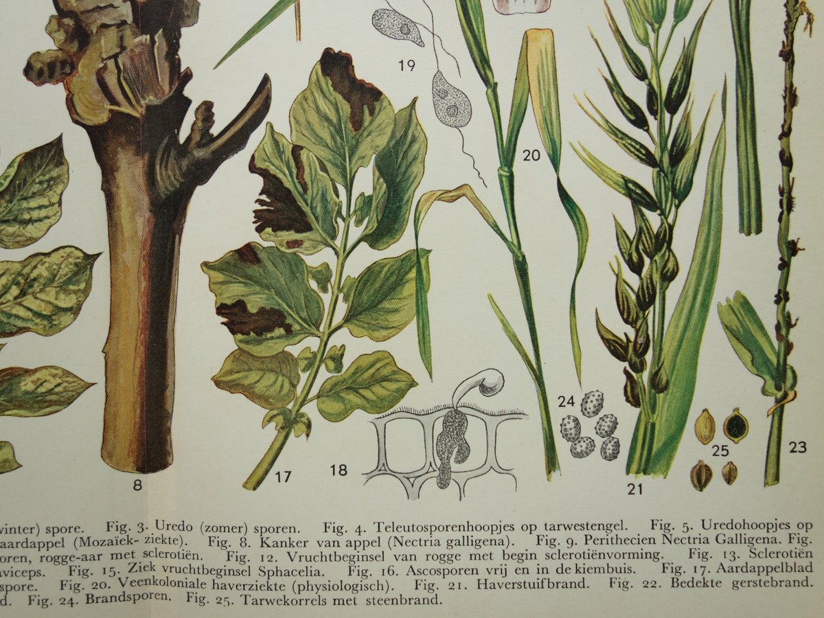 PLANTENZIEKTEN oude botanische prent uit 1935 over ziekten bij planten Originele vintage Nederlandse illustratie print