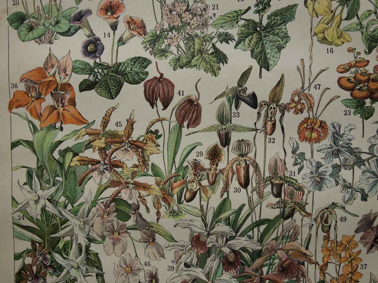 Oude botanische prent Bloemen Originele antieke Roos Rozen illustratie Vintage prints