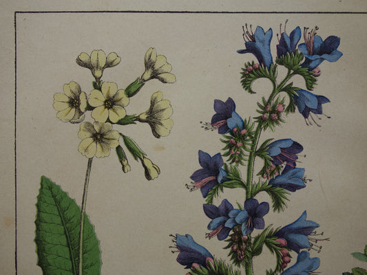 Vintage Botanische Prent - Originele antieke Print Botanie Bloemen Planten Kattestaart Haagwinde - Oude muurdecoratie slangenkruid sleutelbloem