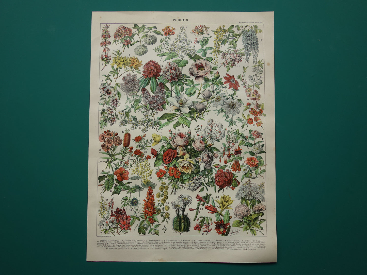 Oude botanische prent Bloemen Originele antieke Roos Rozen illustratie Vintage prints