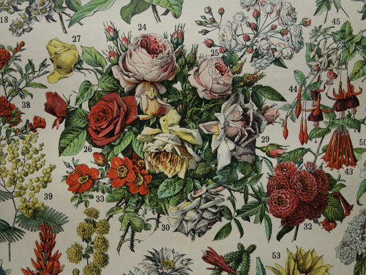 Oude botanische prent Bloemen Originele antieke Roos Rozen illustratie Vintage prints