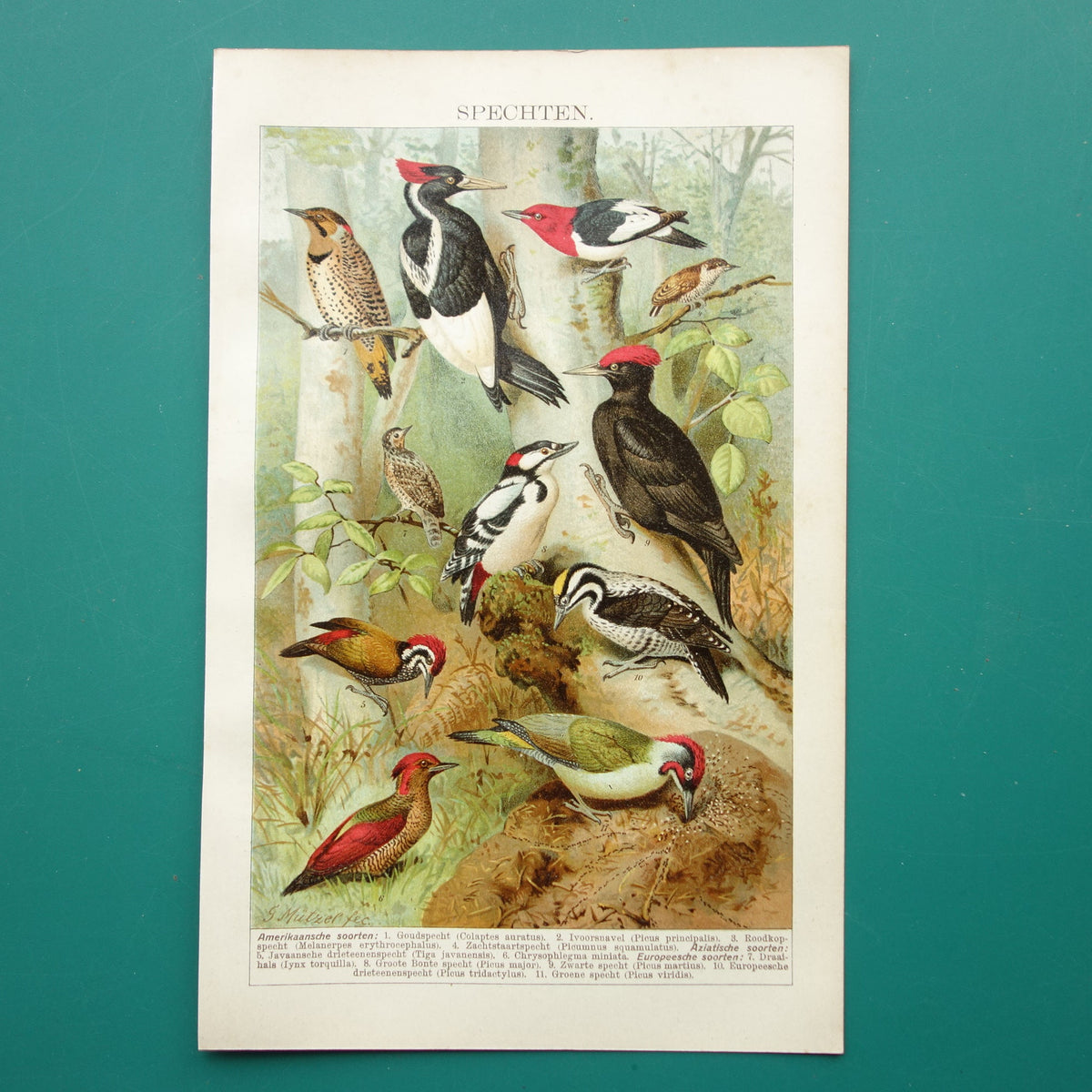 SPECHTEN oude prent uit 1911 Originele antieke specht illustratie vintage prints