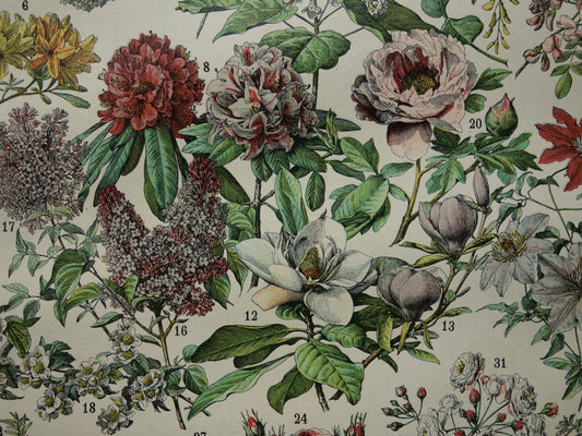 Oude botanische prent Bloemen Originele antieke Roos Rozen illustratie Vintage prints