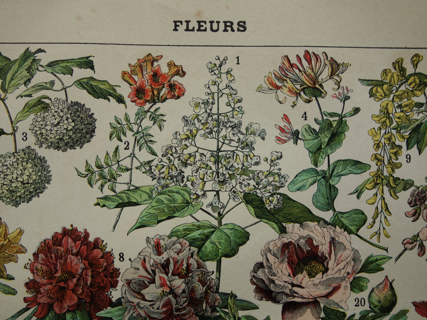 Oude botanische prent Bloemen Originele antieke Roos Rozen illustratie Vintage prints