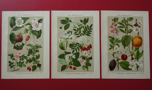 Set van drie antieke botanische prenten - 1911 originele oude bloemen illustratie - vintage historische bloem prenten