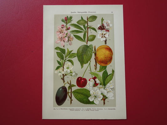 Set van drie antieke botanische prenten - 1911 originele oude bloemen illustratie - vintage historische bloem prenten