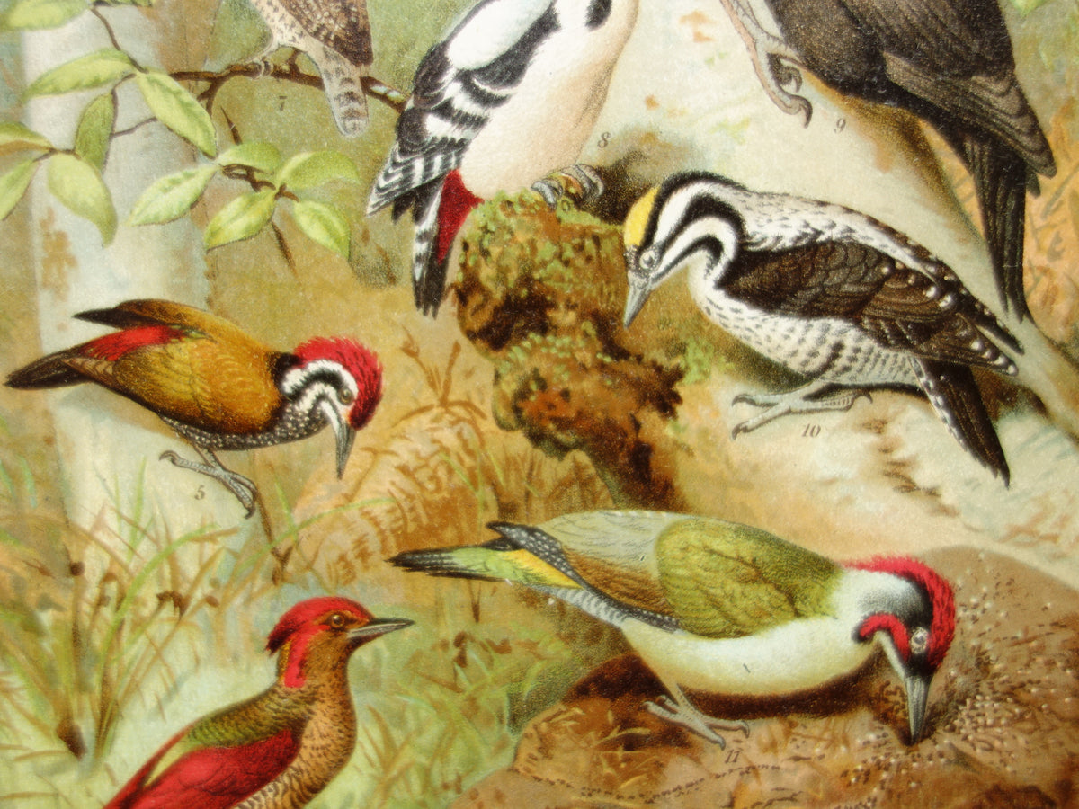 Specht, alter Druck von 1911, Originale antike Spechtillustration, Vintage-Drucke