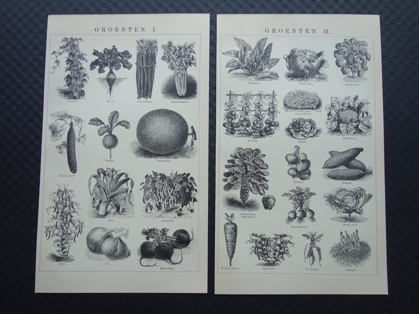 GROENTEN oude prenten van groente uit het jaar 1908 - originele antieke illustratie - set van 2 vintage prints