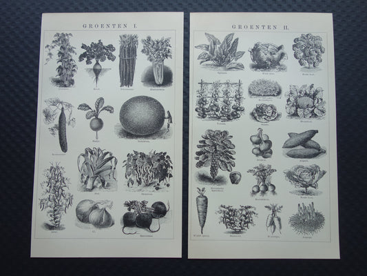 GROENTEN oude prenten van groente uit het jaar 1908 - originele antieke illustratie - set van 2 vintage prints