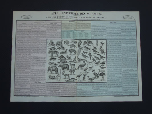 Oude dieren prent Zoogdieren en Vogels Oude illustratie Vintage print