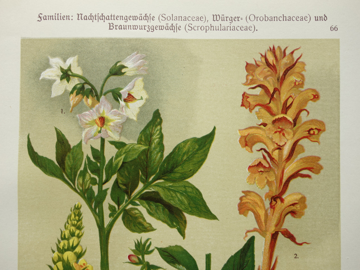 Antique Botanical Prints Set of Three 1911 Original Old Illustration Flowers Plants