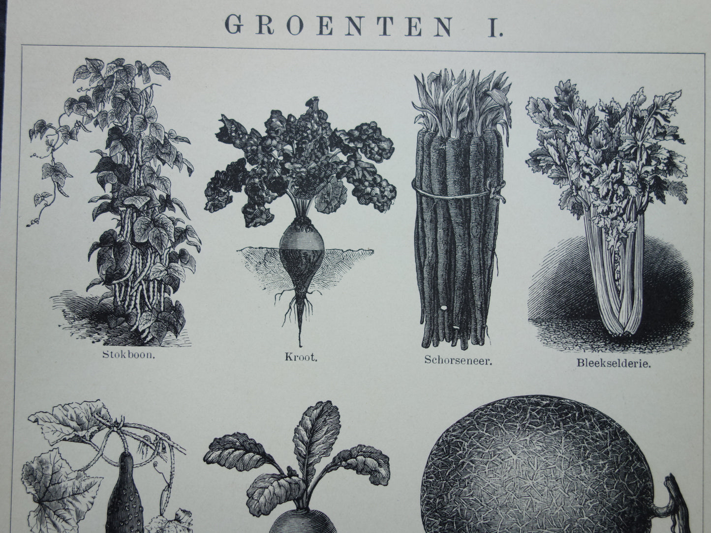 GROENTEN oude prenten van groente uit het jaar 1908 - originele antieke illustratie - set van 2 vintage prints