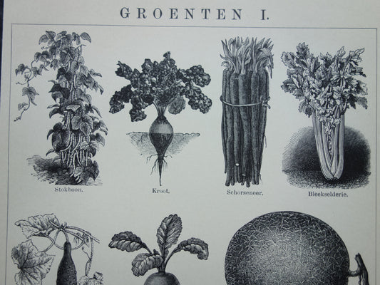GROENTEN oude prenten van groente uit het jaar 1908 - originele antieke illustratie - set van 2 vintage prints