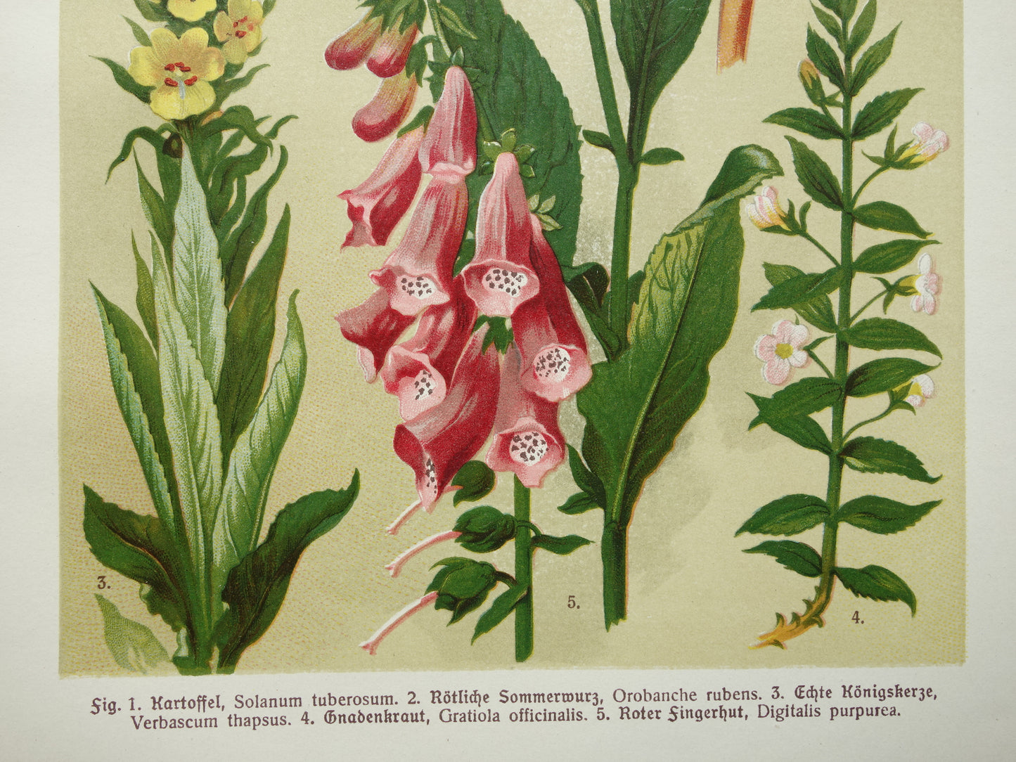 Antique Botanical Prints Set of Three 1911 Original Old Illustration Flowers Plants