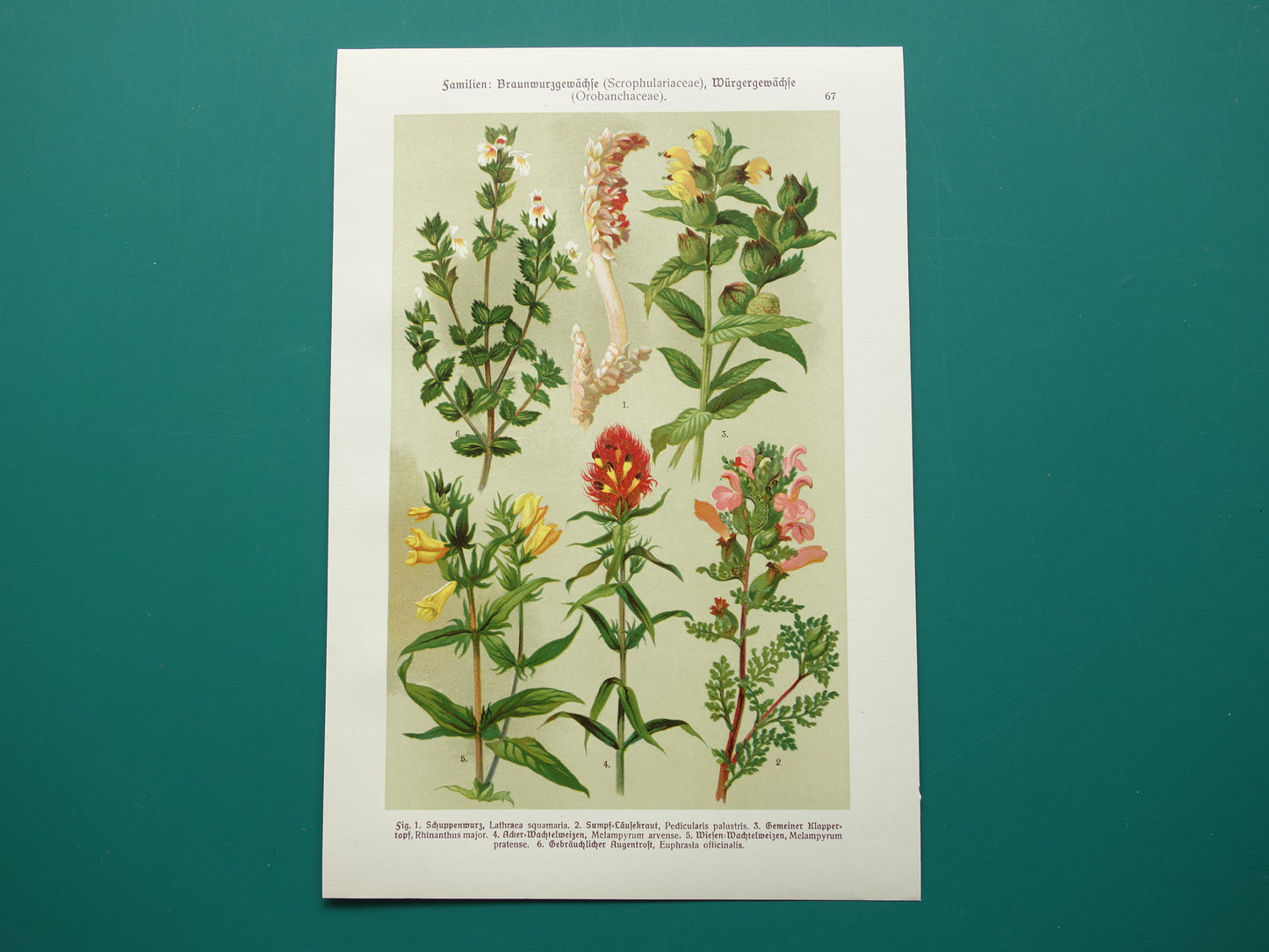 Antique Botanical Prints Set of Three 1911 Original Old Illustration Flowers Plants