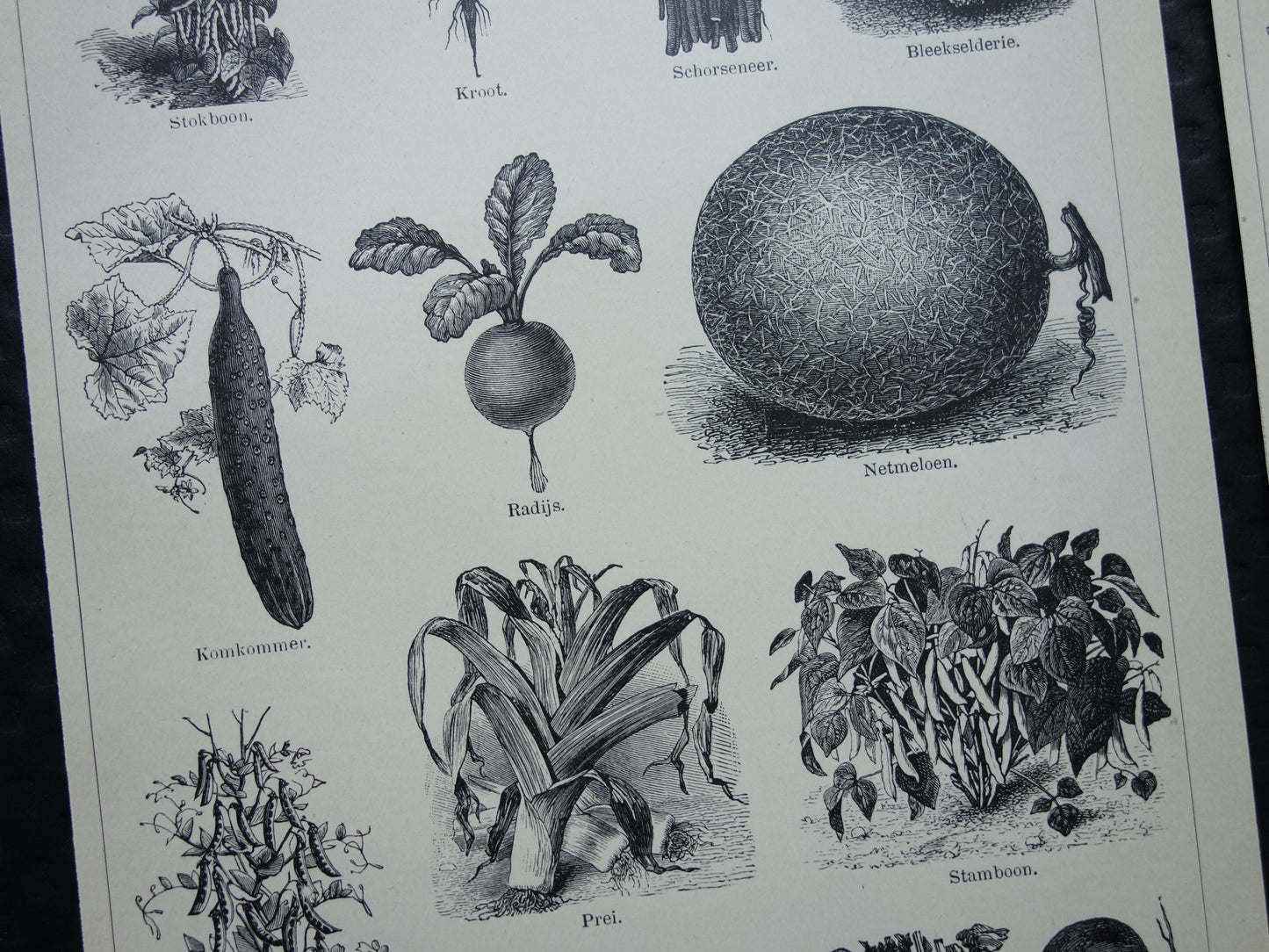 GROENTEN oude prenten van groente uit het jaar 1908 - originele antieke illustratie - set van 2 vintage prints