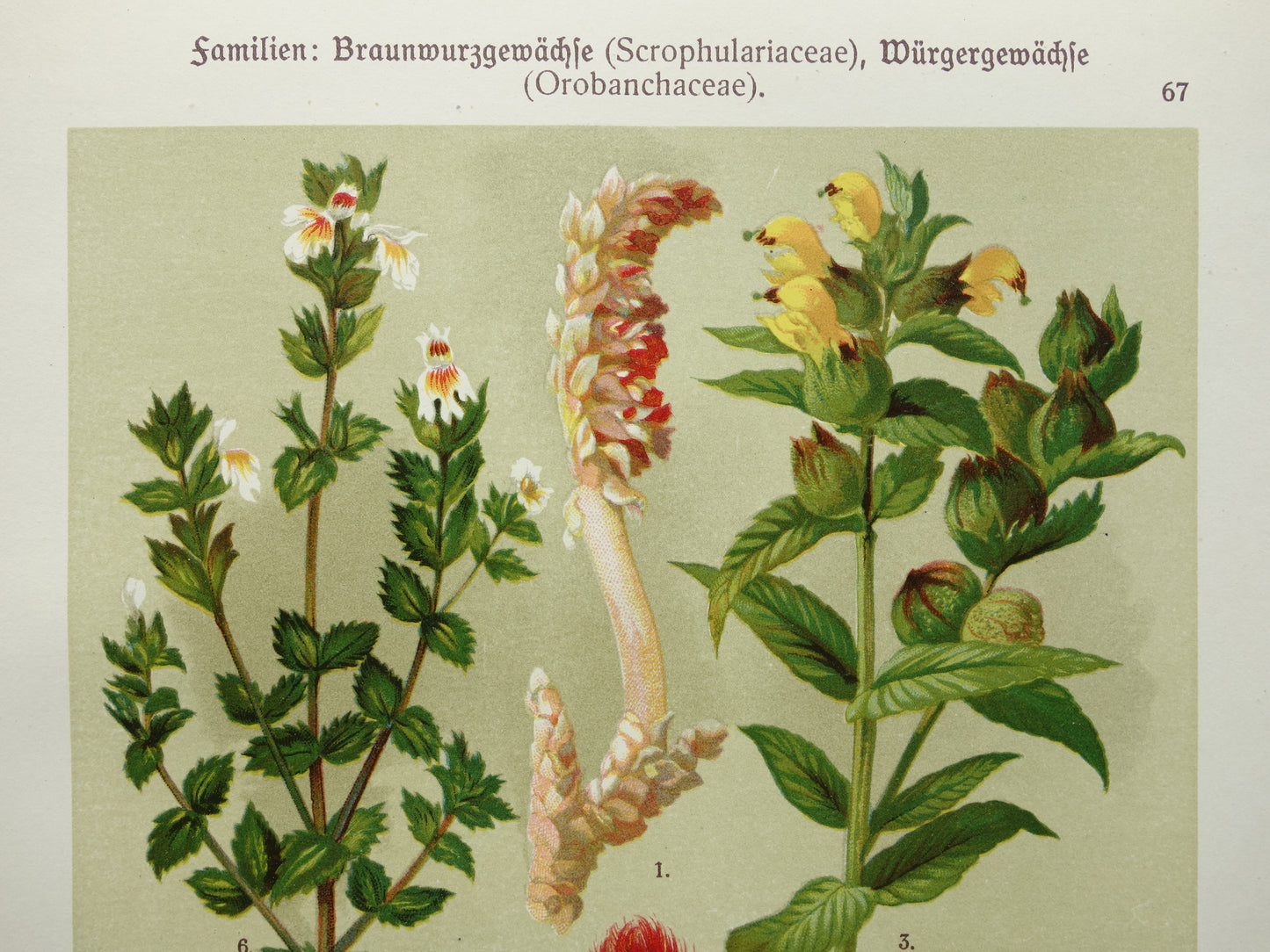 Antique Botanical Prints Set of Three 1911 Original Old Illustration Flowers Plants