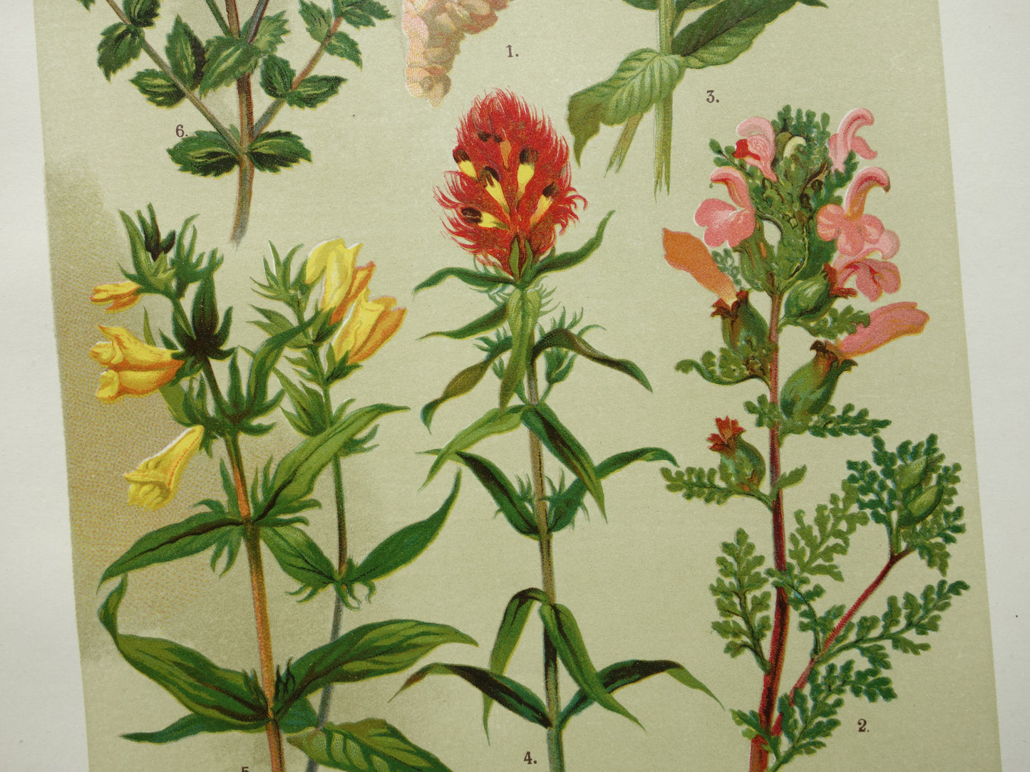 Antique Botanical Prints Set of Three 1911 Original Old Illustration Flowers Plants