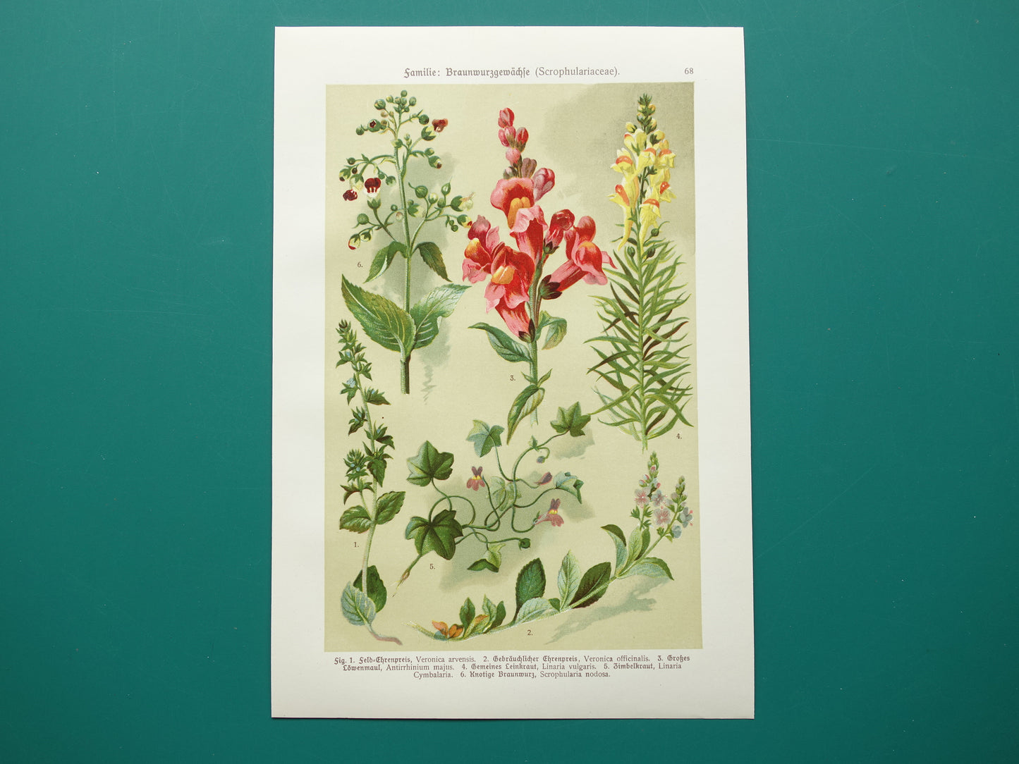 Antique Botanical Prints Set of Three 1911 Original Old Illustration Flowers Plants