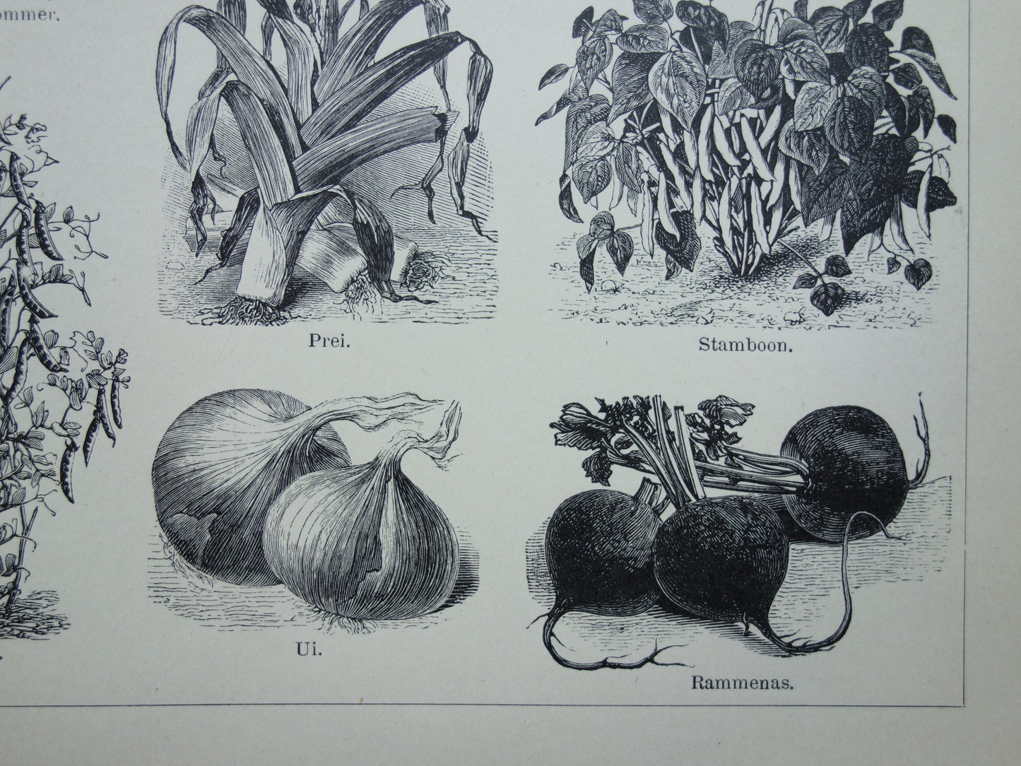 GROENTEN oude prenten van groente uit het jaar 1908 - originele antieke illustratie - set van 2 vintage prints