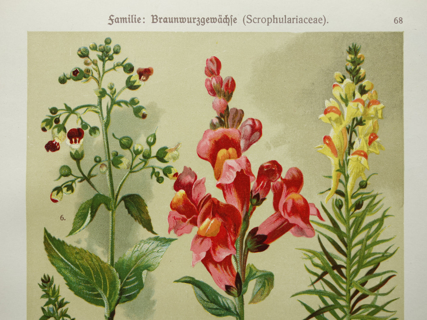 Antique Botanical Prints Set of Three 1911 Original Old Illustration Flowers Plants