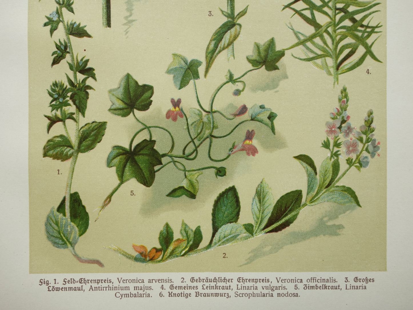 Antique Botanical Prints Set of Three 1911 Original Old Illustration Flowers Plants
