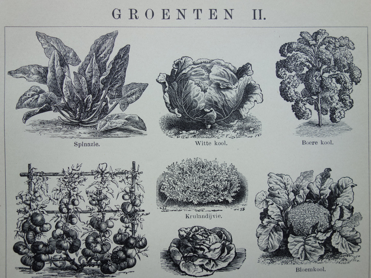 GROENTEN oude prenten van groente uit het jaar 1908 - originele antieke illustratie - set van 2 vintage prints