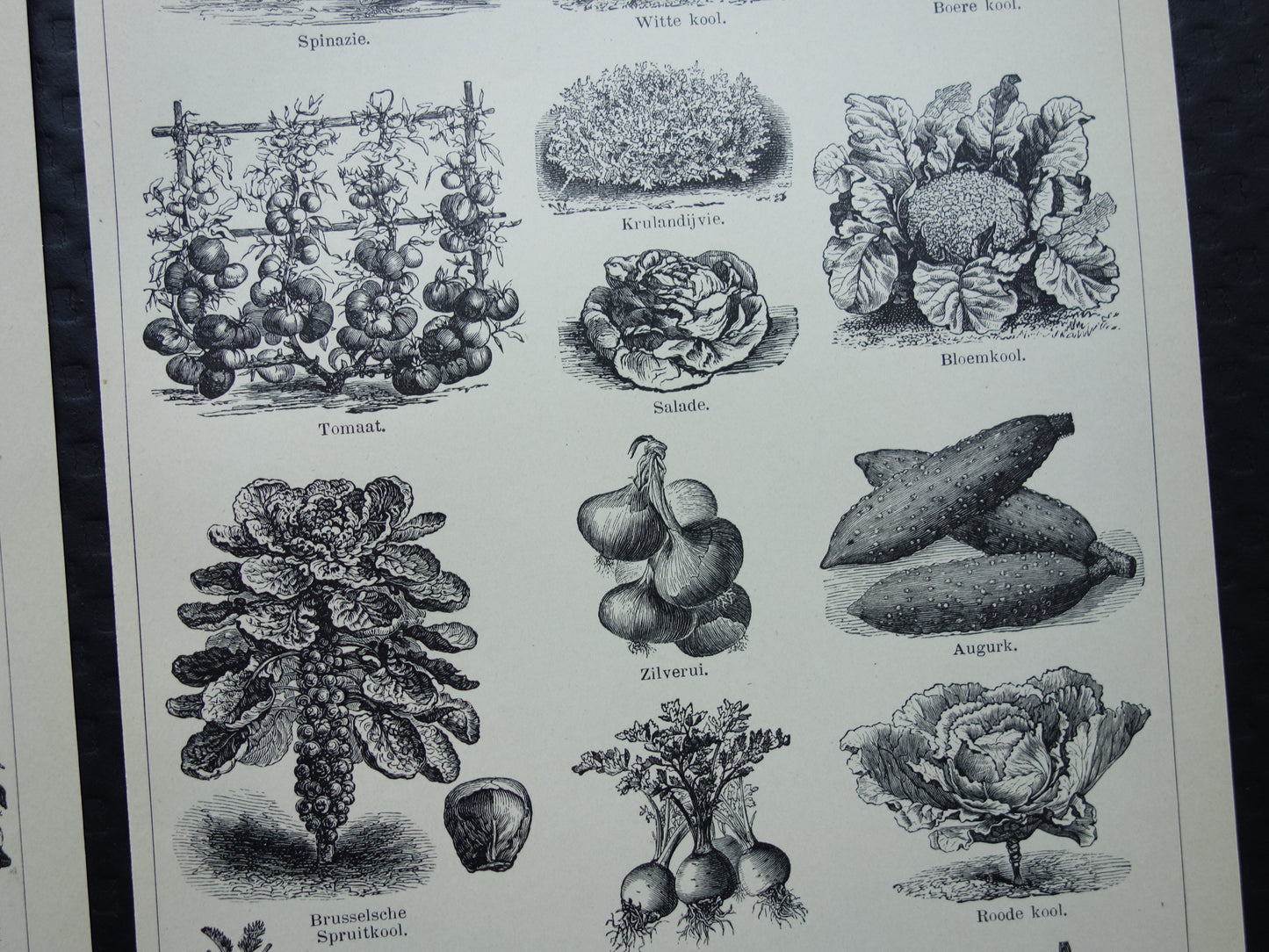 GROENTEN oude prenten van groente uit het jaar 1908 - originele antieke illustratie - set van 2 vintage prints