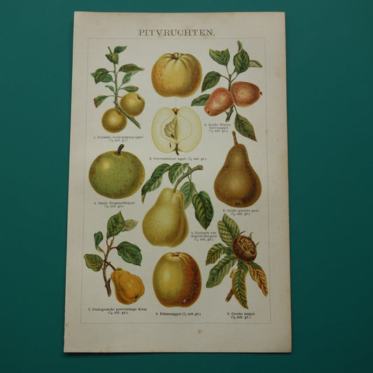  oude botanische prent appel peer fruit