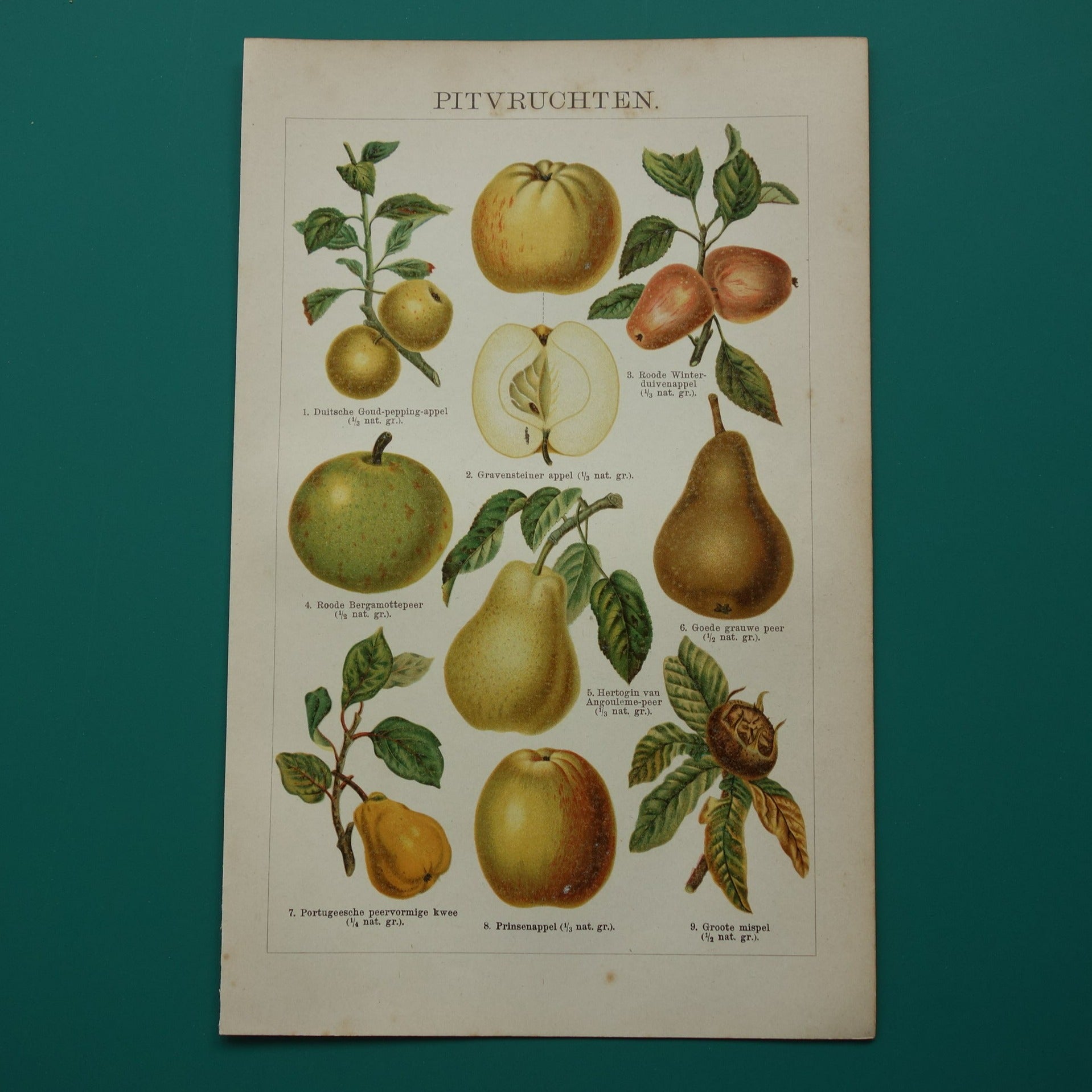 FRUIT Oude botanische prent uit het jaar 1910 originele antieke fruitsoorten illustratie peer appel kwee peren appels mispel