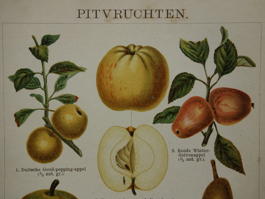 FRUIT Old botanical print from the year 1910 original antique fruit illustration pear apple quince pears apples medlar
