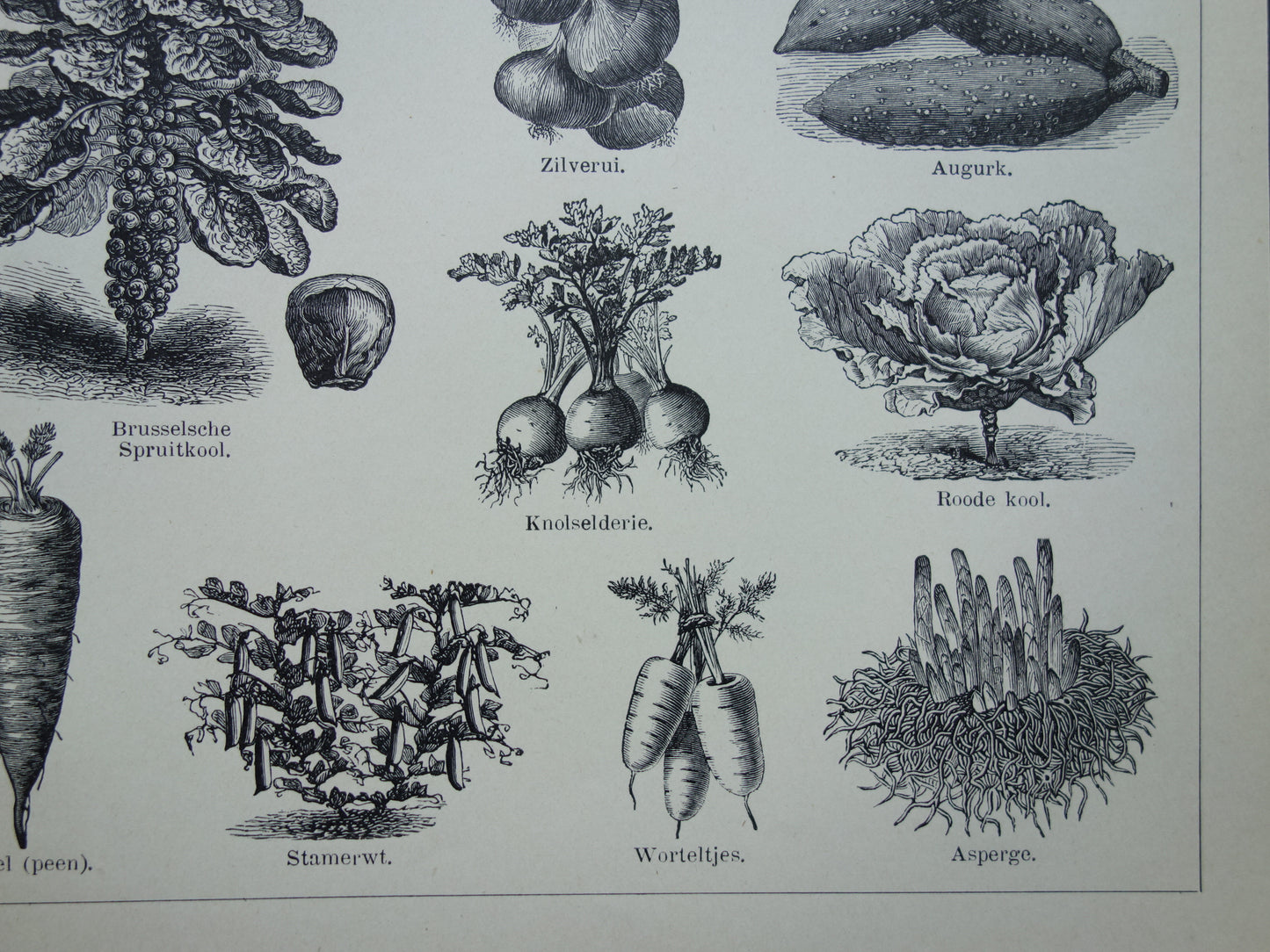 GROENTEN oude prenten van groente uit het jaar 1908 - originele antieke illustratie - set van 2 vintage prints