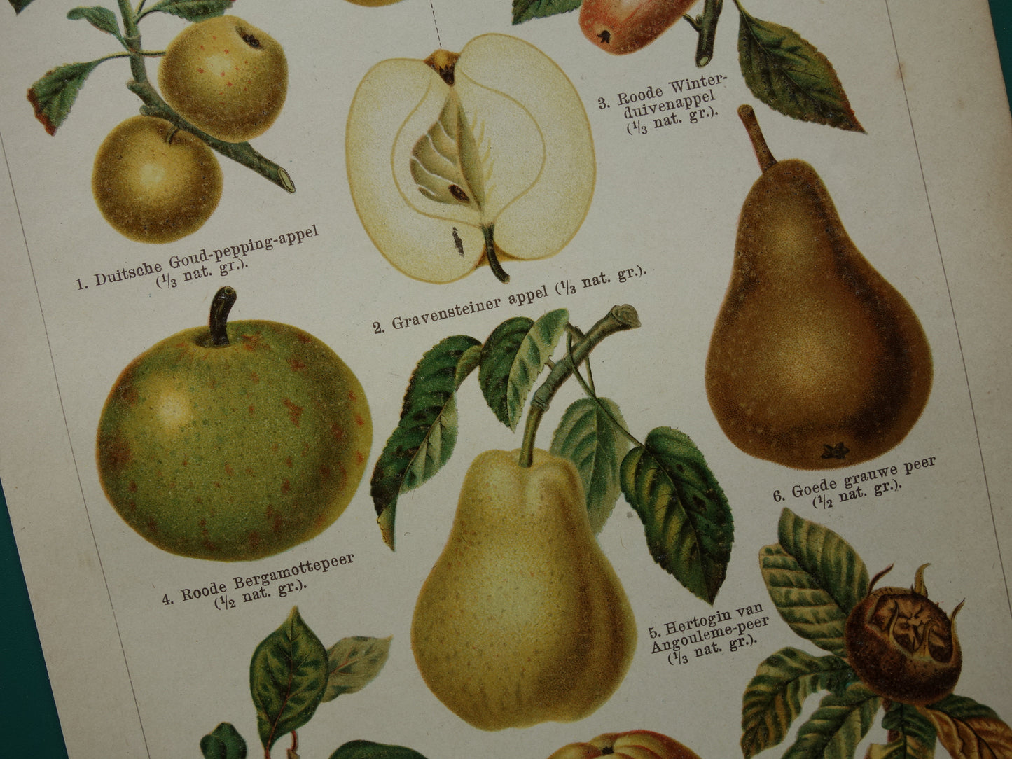 historische afbeeldingen van appels en peren