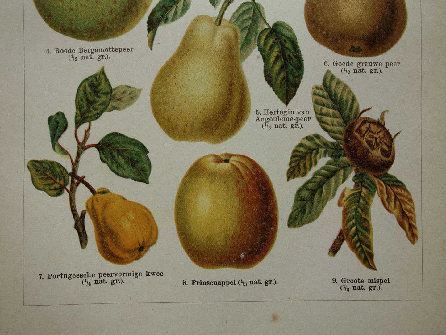 FRUIT Oude botanische prent uit het jaar 1910 originele antieke fruitsoorten illustratie peer appel kwee peren appels mispel