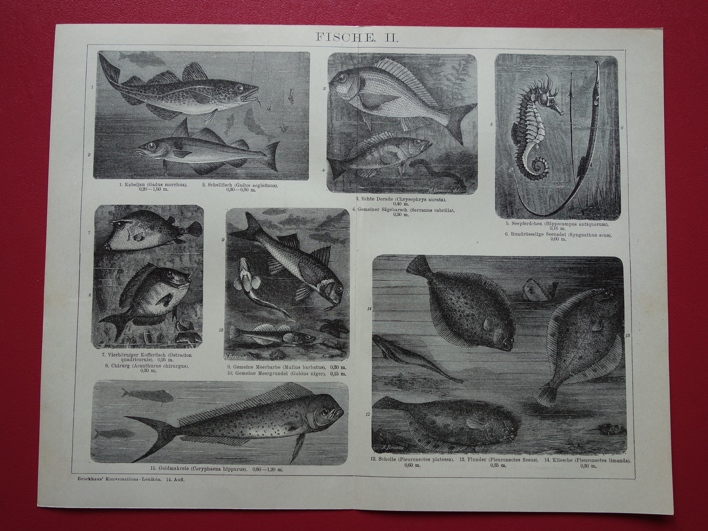 Antiker Fischdruck von 1898, Seepferdchen, Kabeljau, Dorade, alte Illustration, originaler historischer Druck