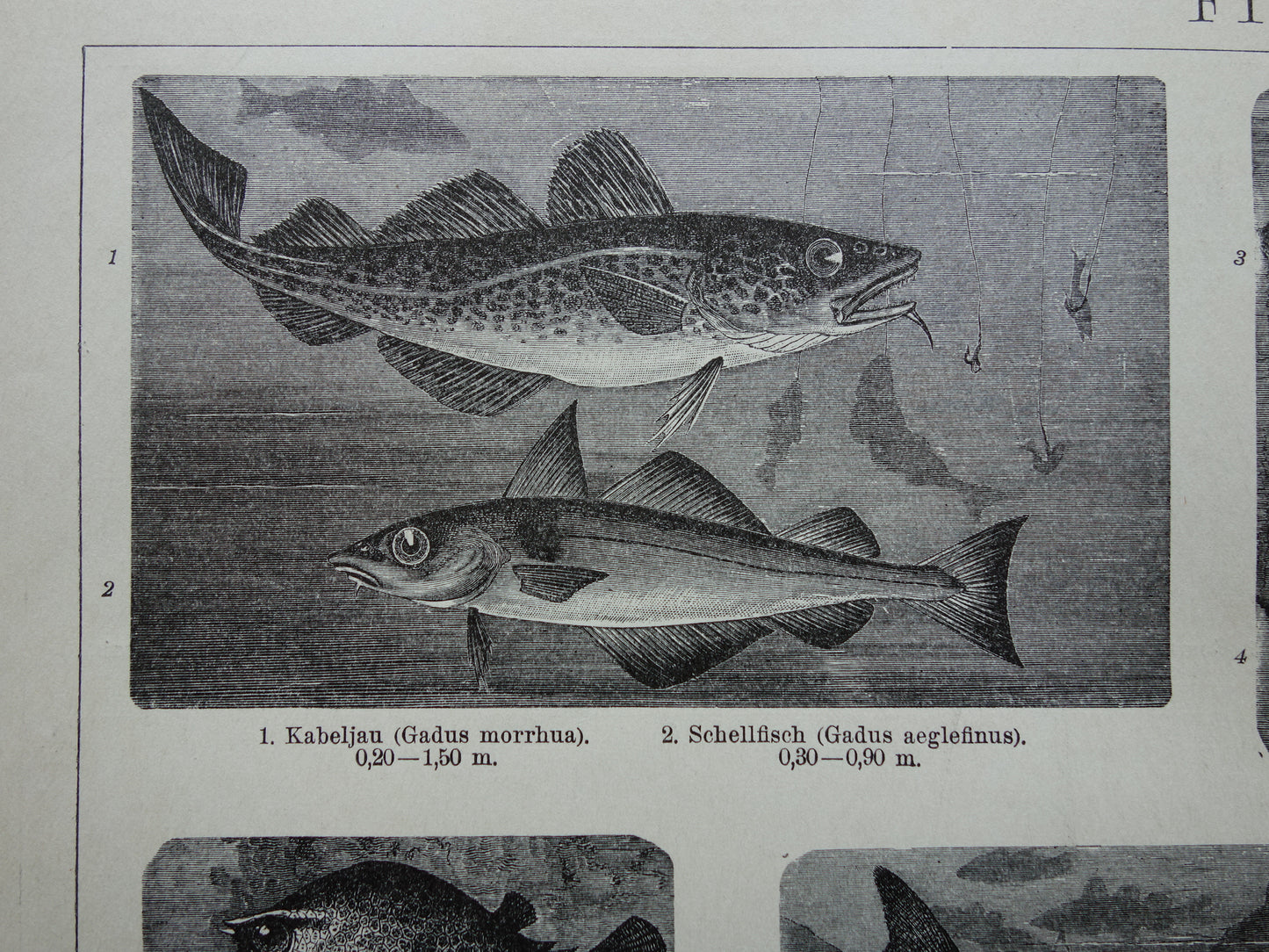 Antiker Fischdruck von 1898, Seepferdchen, Kabeljau, Dorade, alte Illustration, originaler historischer Druck