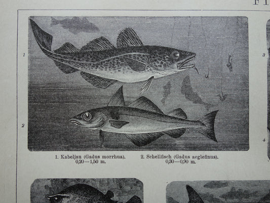 Vissen antieke prent uit 1898 Zeepaardje Kabeljauw Dorade Oude Illustratie Originele historische print