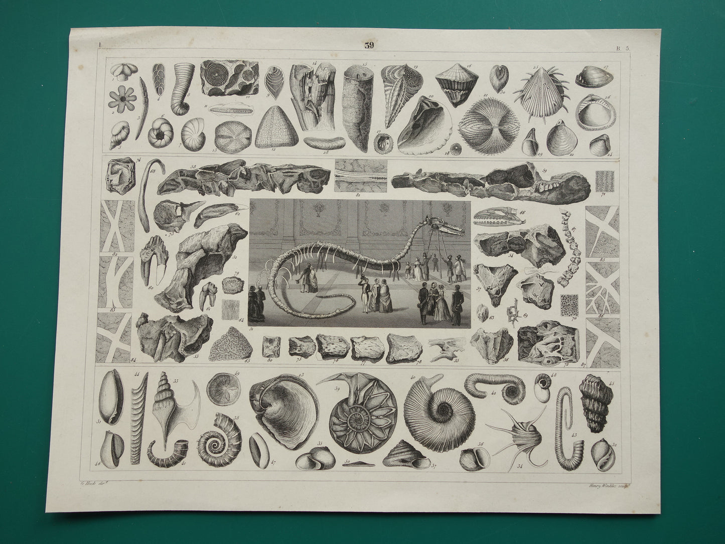 FOSSILIEN Vintager Druck antike Originalillustration von 1849 Muscheln Seeschlange Fossil aus der Kreidezeit alte Drucke