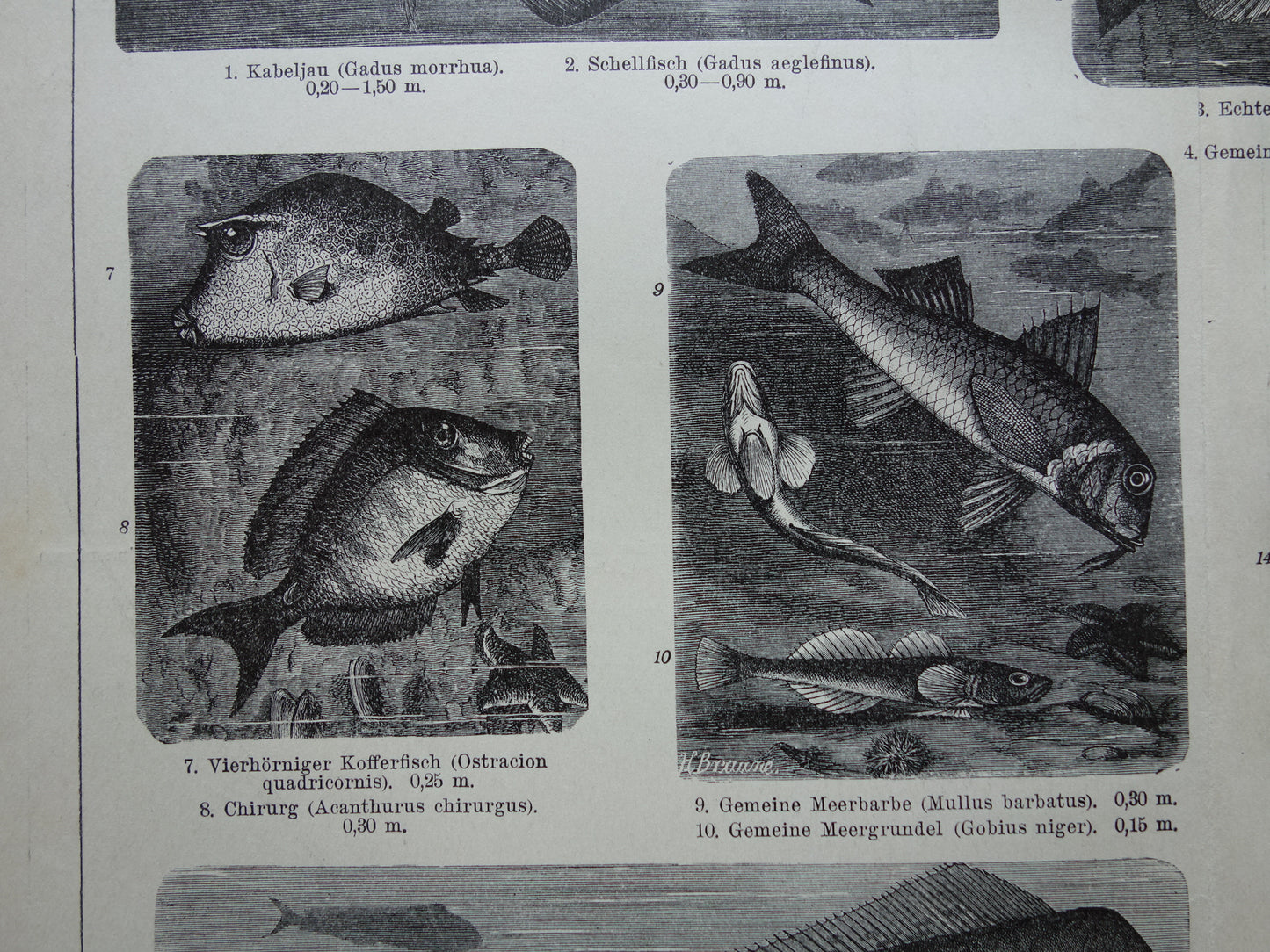 Antiker Fischdruck von 1898, Seepferdchen, Kabeljau, Dorade, alte Illustration, originaler historischer Druck