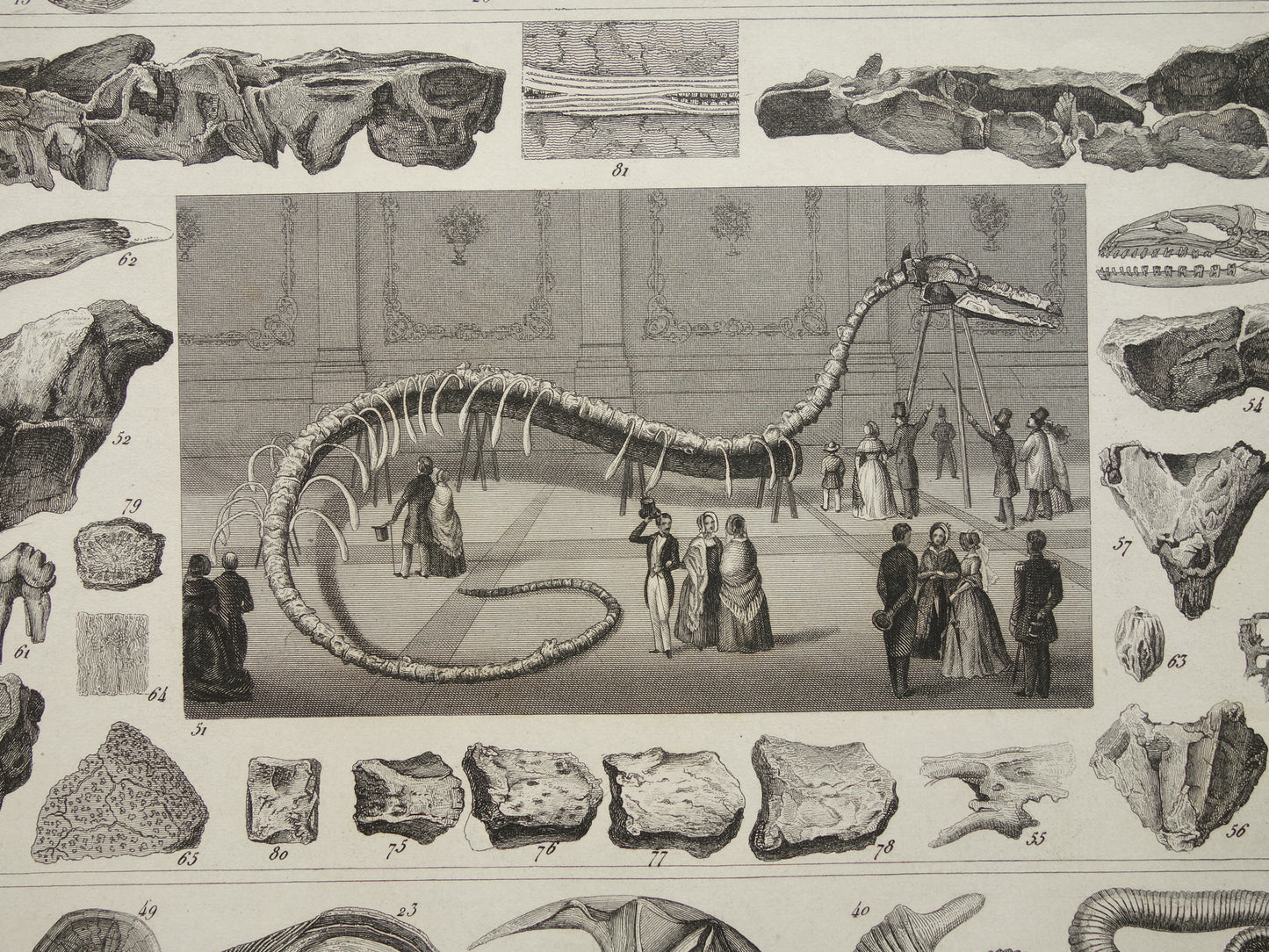 FOSSIELEN vintage print originele antieke illustratie uit 1849 Schelpen Zeeslang Fossiel uit het Krijt periode oude prenten