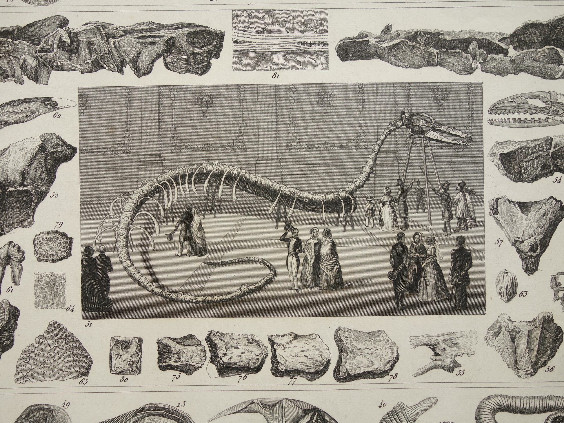 FOSSIELEN vintage print originele antieke illustratie uit 1849 Schelpen Zeeslang Fossiel uit het Krijt periode oude prenten