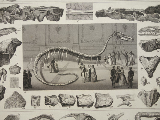 FOSSIELEN vintage print originele antieke illustratie uit 1849 Schelpen Zeeslang Fossiel uit het Krijt periode oude prenten